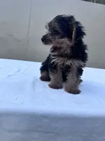 Cooper, a male Yorkshire Terrier for sale in Hopkinsville, KY – 5 of 8