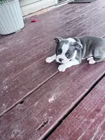 Skye, a female Boston Terrier for sale in Hopkinsville, KY – 6 of 6