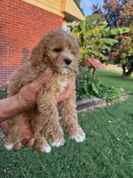 Izzy, a female Cavapoo and Bichpoo for sale in Hopkinsville, KY – 4 of 4