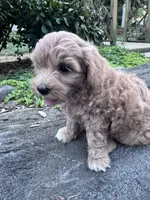 Sofia, a female Havapoo for sale in Hopkinsville, KY – 4 of 6