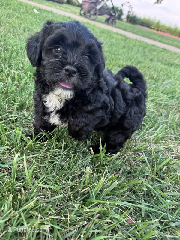 The sweetest boy on earth – Shihpoo puppy for sale in Hopkinsville, KY