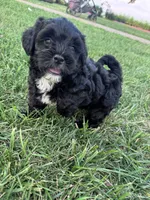 The sweetest boy on earth, a male Shihpoo for sale in Hopkinsville, KY – 1 of 7