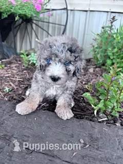 Milkshake  – Sheepadoodle puppy for sale in Hopkinsville, KY