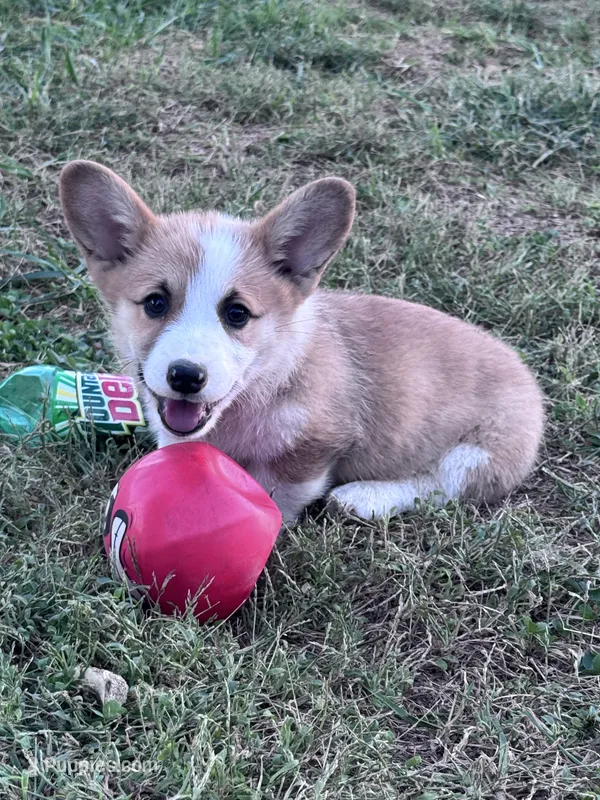 Tator Tot – Pembroke Welsh Corgi puppy for sale in Hopkinsville, KY