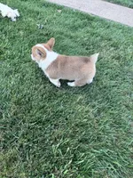 Freddy, a male Pembroke Welsh Corgi for sale in Hopkinsville, KY – 5 of 5
