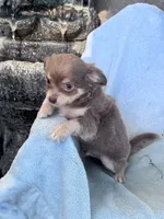 Nugget, a male Chihuahua for sale in Hopkinsville, KY – 3 of 5