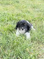 Cali, a female Cavapoo for sale in Hopkinsville, KY – Photo 2 of 3