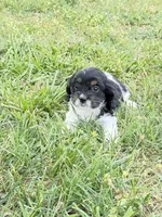 Cali, a female Cavapoo for sale in Hopkinsville, KY – Photo 3 of 3