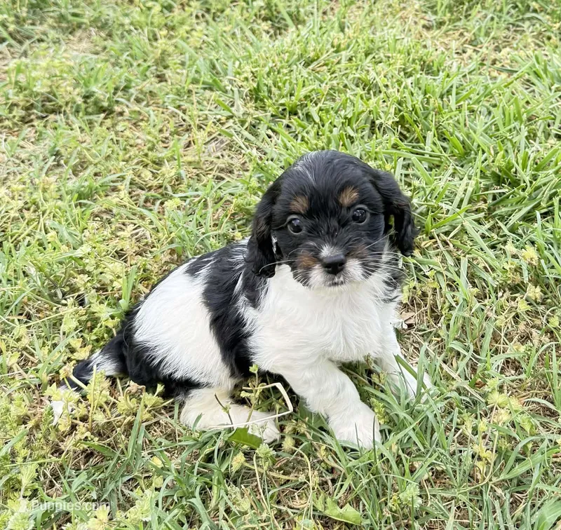 Cali – Cavapoo puppy for sale in Hopkinsville, KY