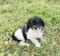 Cali, a female Cavapoo for sale in Hopkinsville, KY – Photo 1 of 3