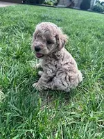 Chloe, a female Cockapoo for sale in Hopkinsville, KY – Photo 4 of 5