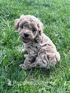 Chloe – Cockapoo puppy for sale in Hopkinsville, KY