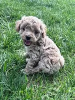 Chloe, a female Cockapoo for sale in Hopkinsville, KY – Photo 1 of 5