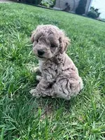 Chloe, a female Cockapoo for sale in Hopkinsville, KY – Photo 3 of 5
