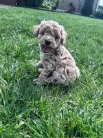 Chloe, a female Cockapoo for sale in Hopkinsville, KY – Photo 2 of 5