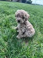Chloe, a female Cockapoo for sale in Hopkinsville, KY – Photo 5 of 5