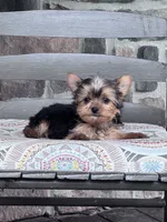 Yogi, a male Yorkshire Terrier for sale in Hopkinsville, KY – 2 of 4