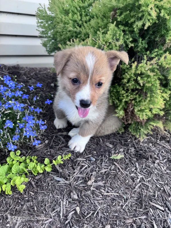 Sandy – Pembroke Welsh Corgi puppy for sale in Hopkinsville, KY