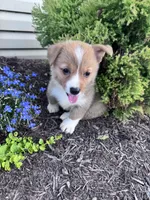 Sandy, a female Pembroke Welsh Corgi for sale in Hopkinsville, KY – 1 of 6