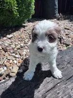 Rosie, a female Cavapoo for sale in Hopkinsville, KY – 4 of 4
