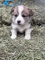 Foxy, a female Pembroke Welsh Corgi for sale in Hopkinsville, KY – Photo 4 of 5