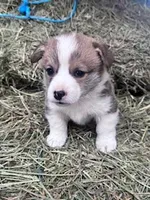 Foxy, a female Pembroke Welsh Corgi for sale in Hopkinsville, KY – Photo 5 of 5