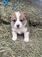 Foxy, a female Pembroke Welsh Corgi for sale in Hopkinsville, KY – Photo 2 of 5