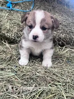 Foxy – Pembroke Welsh Corgi puppy for sale in Hopkinsville, KY