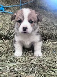 Foxy, a female Pembroke Welsh Corgi for sale in Hopkinsville, KY – Photo 1 of 5