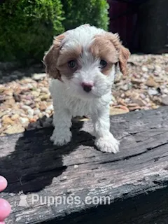Jasper – Cavapoo puppy for sale in Hopkinsville, KY