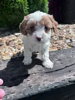 Jasper, a female Cavapoo for sale in Hopkinsville, KY – 1 of 5
