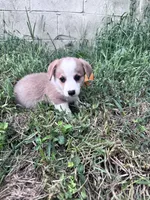 Winston, a male Pembroke Welsh Corgi for sale in Hopkinsville, KY – 4 of 5