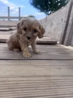 Coco, a female Cavapoo for sale in Hopkinsville, KY – 3 of 5
