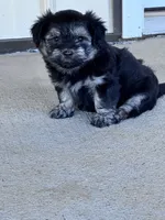 Milo, a male Havanese for sale in Hopkinsville, KY – 2 of 4