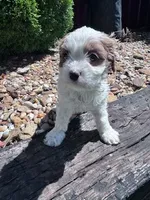 Rosie, a female Cavapoo for sale in Hopkinsville, KY – 2 of 4