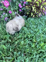 Teddy, a male Havanese for sale in Hopkinsville, KY – 5 of 5