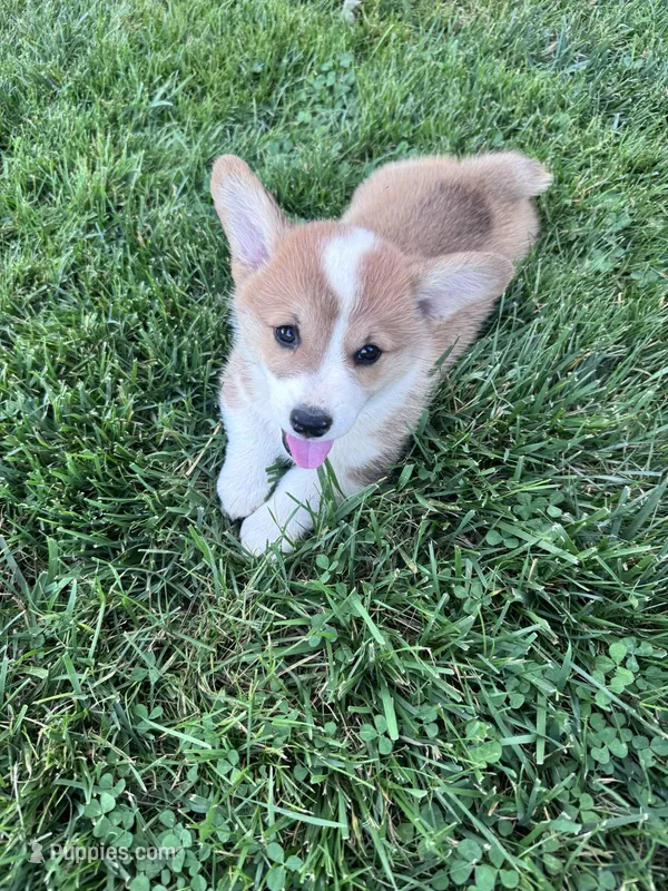 Freddy – Pembroke Welsh Corgi puppy on hold in Hopkinsville, KY