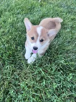 Freddy, a male Pembroke Welsh Corgi for sale in Hopkinsville, KY – 1 of 5