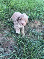 Biscuit , a male Cockapoo for sale in Hopkinsville, KY – 3 of 4