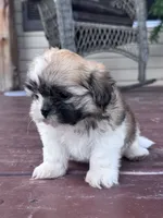 Suzie, a female Shih Tzu for sale in Hopkinsville, KY – 3 of 5