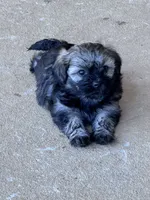 Rico, a male Havanese for sale in Hopkinsville, KY – 2 of 4