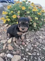 Daisy, a female Yorkshire Terrier for sale in Hopkinsville, KY – 5 of 6