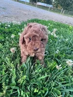 Bitsy, a female Poodle - Miniature  for sale in Hopkinsville, KY – 5 of 6