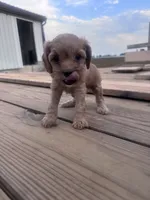 Honey , a female Cavapoo for sale in Hopkinsville, KY – 4 of 5