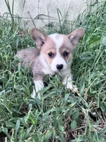 Sunny, a male Pembroke Welsh Corgi for sale in Hopkinsville, KY – 7 of 7