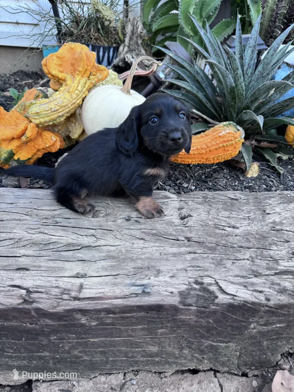 Frankie  – Miniature Dachshund puppy for sale in Hopkinsville, KY