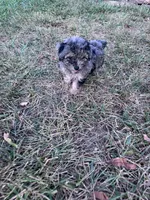 Snuggles, a male Yorkipoo for sale in Hopkinsville, KY – 2 of 7