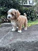 Charlie, a male Havapoo for sale in Hopkinsville, KY – 4 of 6
