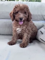 Pumpkin , a male Poodle - Miniature  for sale in Hopkinsville, KY – 3 of 6