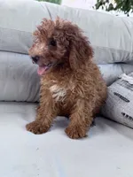 Pumpkin , a male Poodle - Miniature  for sale in Hopkinsville, KY – 6 of 6